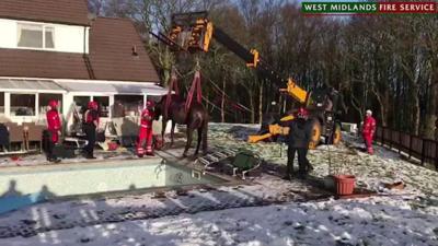 The horse being rescued