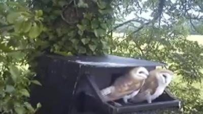 Two female barn owl chicks hatched in a box on the Ards Peninsula