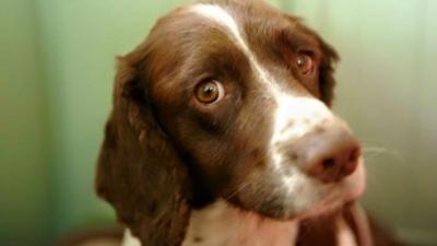 Max the springer spaniel