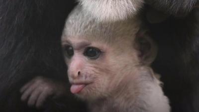 Mandible, the colobus monkey at London Zoo