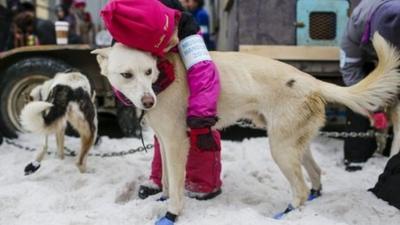 A young child hugs a dog before the ceremonial start of the Iditarod Trail Sled Dog Race that begins