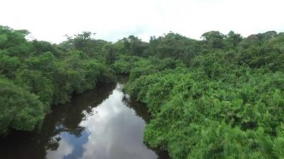 Amazon rainforest