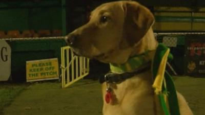 Hitchin fan Elvis the dog