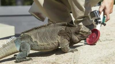 Iguana