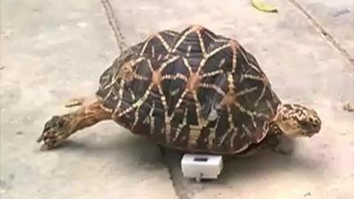 Female tortoise with wheels for front legs in Arignar Anna Zoological Park, Vandalur, Tamil Nadu, India, June 2016