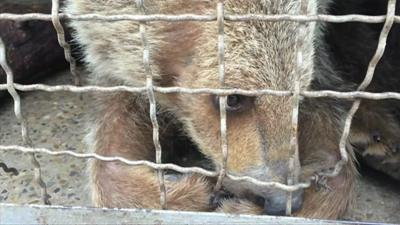 Bear cub in a cage