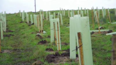 trees-planted-in-soil