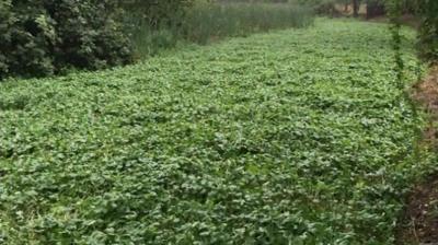 Floating Pennywort