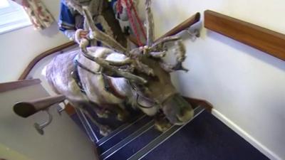 A reindeer visits residents of a care home in Melksham, Wiltshire