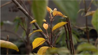 Tree leaves