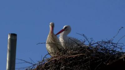 The two storks