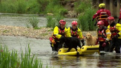 Dogs being rescued