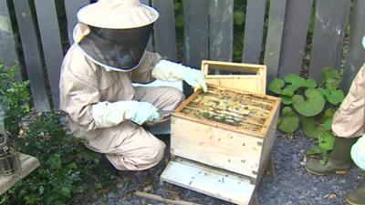 bee keeper inspecting the hive