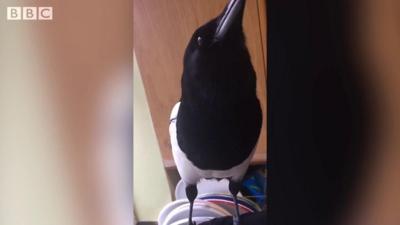 Pet magpie Mike