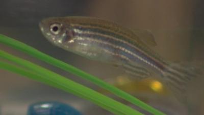 A Zebrafish