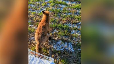 A fox that was in "real danger" when he got trapped in a slurry lagoon was rescued by firefighters.