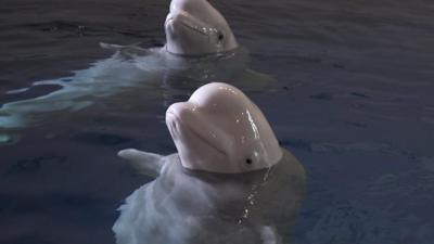 Whales