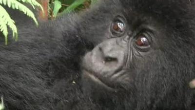 Mountain gorilla