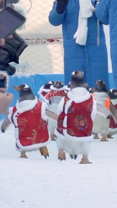Penguins walking on the snow dressed in red