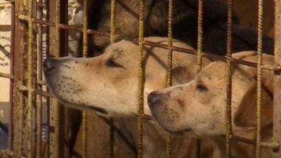 Dogs looking from cage