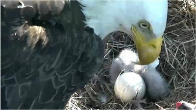 Bald eagle hatching