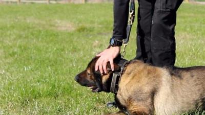 Axle the police dog was stabbed three times.