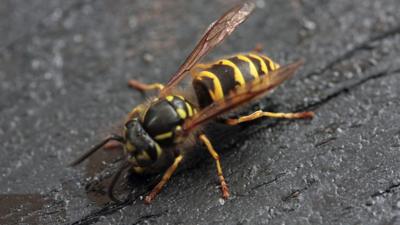 wasp