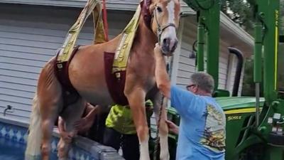 Tractor rescues horse from swimming pool