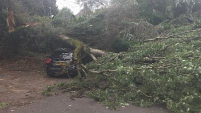 The car underneath the tree in Cathays, Cardiff