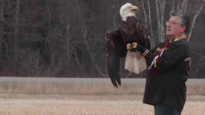 A rescued bald eagle being released into the wild.