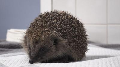 Hedgehog