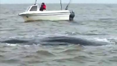 Whales swimming in North Sea