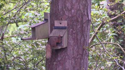 Red squirrel in a tree