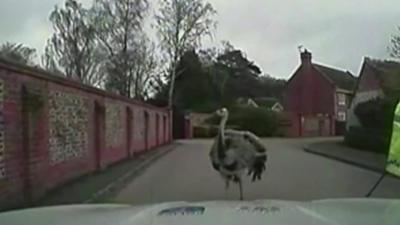 Rhea standing in the road