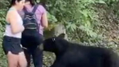 A brown bear paws at a women's calf