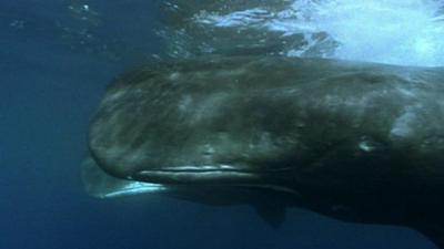 Sperm whale