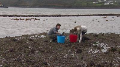 Limpet gathering