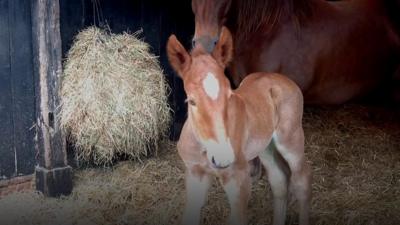 Suffolk Punch foal