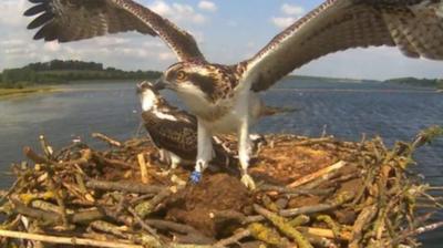 Osprey at Rutland Water