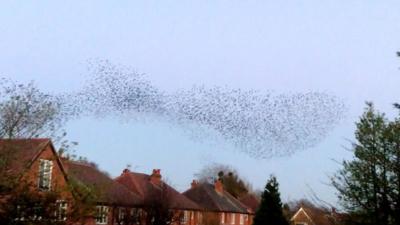 Murmuration