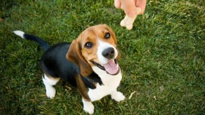 beagle and dog biscuit