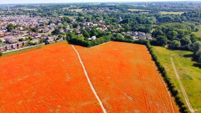 Poppy field in Bramford