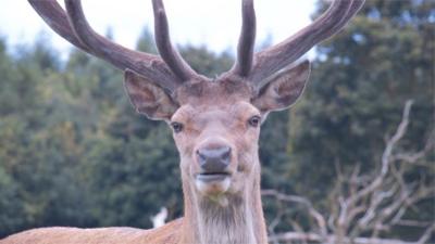 Stag looking at camera