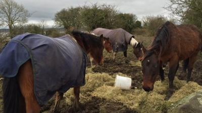 Volunteers brought hay and feed to the horses