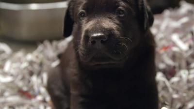 A Labrador puppy