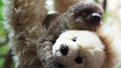 Sloth with soft toy