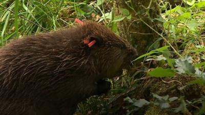 Beaver