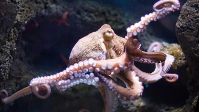 An octopus