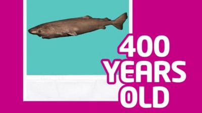 400-year-old shark