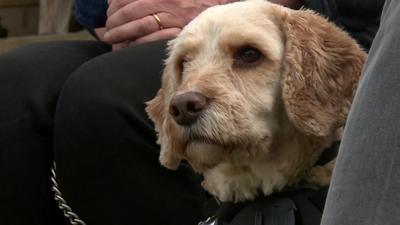 A dog at The Brighton Festival.